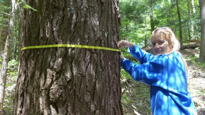 student measuring tree
