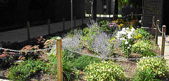 Fenton Hall flowers