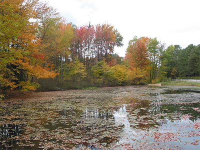 Pond on trail