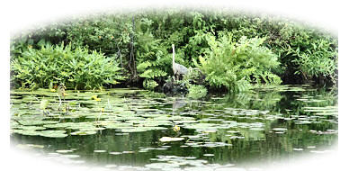 heron