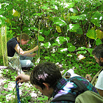 Students Examining Plants in the Forest