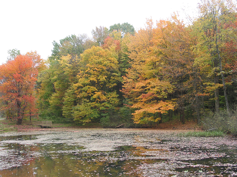 College Lodge pond