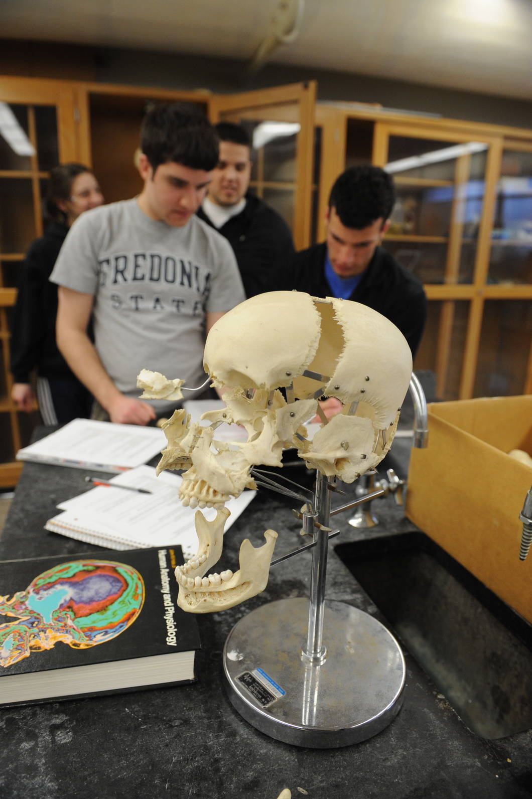 Studying a human skull in Anatomy lab