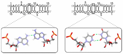 RNA structure