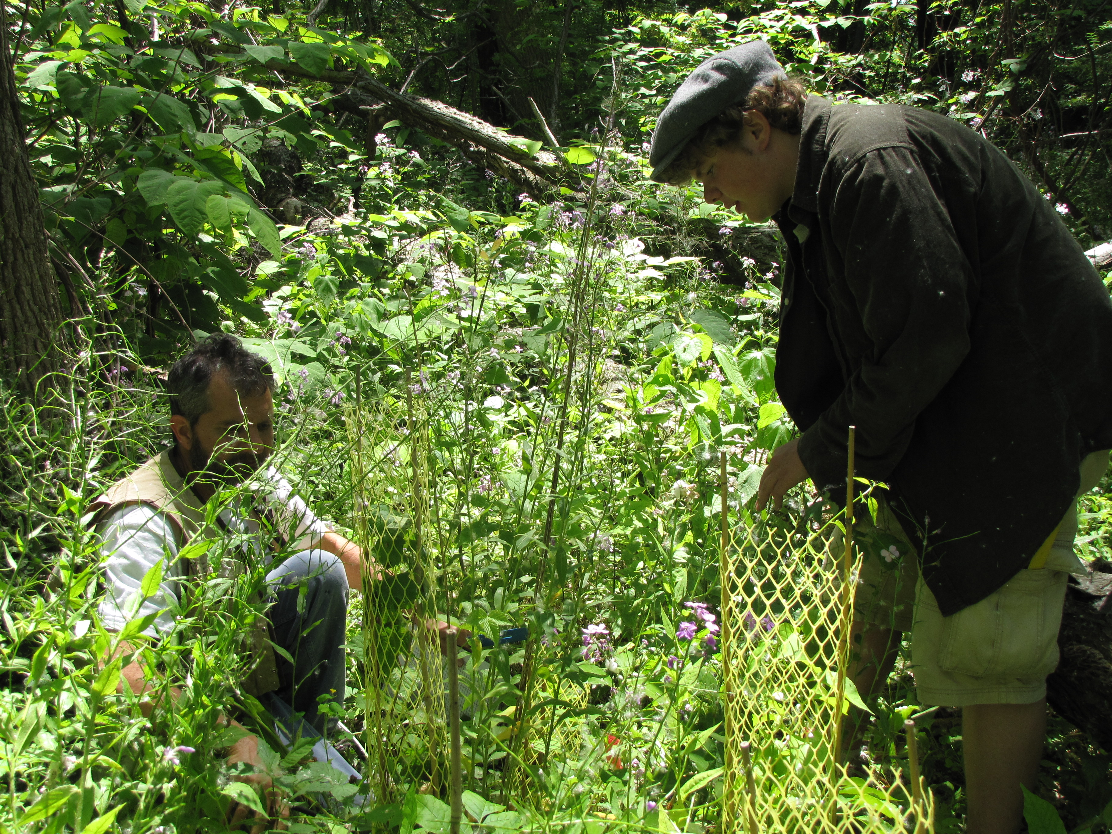 Students pulling invasive species in a field.