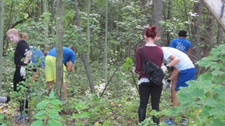 37 volunteers took part in the honeysuckle pull