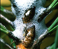 Pine Spittle Bug, courtesy of Clemson University website