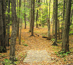 Trail at College Lodge