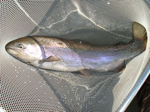 Image of steelhead trout from Canadaway Creek