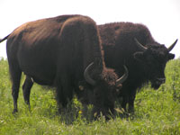 Bison on Route 66