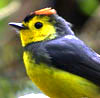 Tropical Warbler