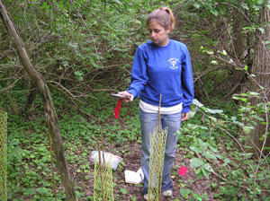 Lindsay Martin collects data on invasive plant species in Chautauqua County