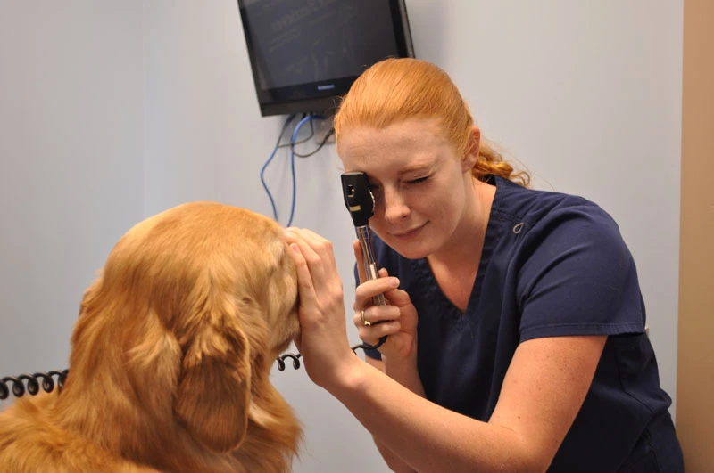 veterinarian student examines dog's eyes
