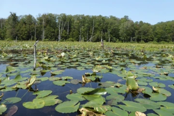 photo of pond on lodge property