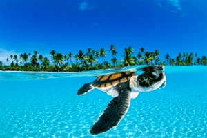 Baby-Green-Sea-Turtle,-French-Polynesia_CR-David-Doubilet-for-web