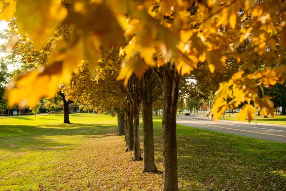 Fall scene on campus, looking at gold-leafed trees 