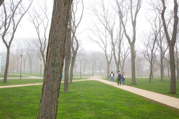 Grove of trees near Fredonia's Science Center on a foggy day