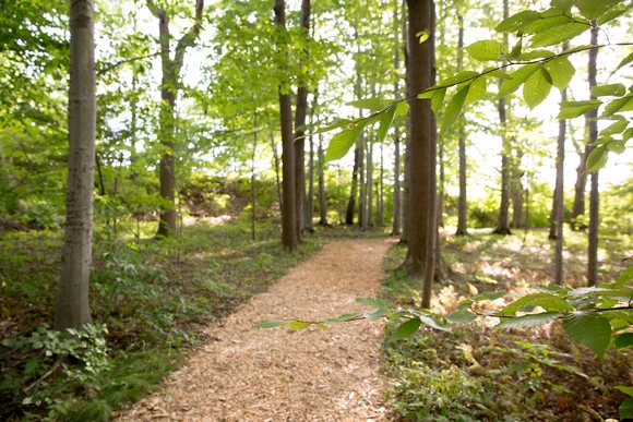 Phillips Ulrich Trail on the SUNY Fredonia campus