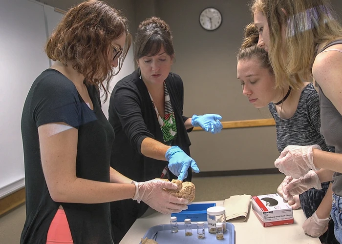 Psychology students working with a professor in a lab. Students earning a degree in psychology have the opportunity to conduct research under the mentorship of a psychology department faculty member. 
