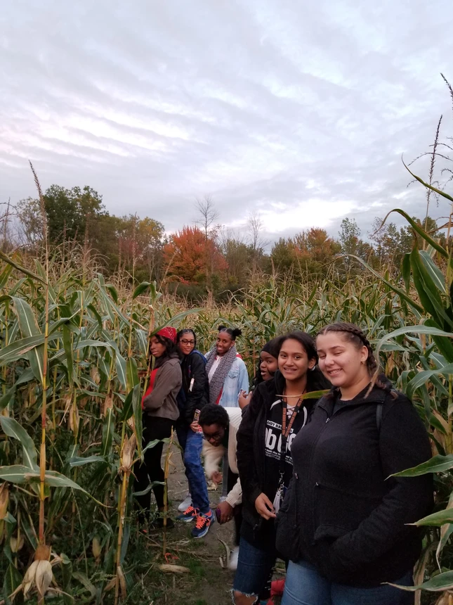 Maize