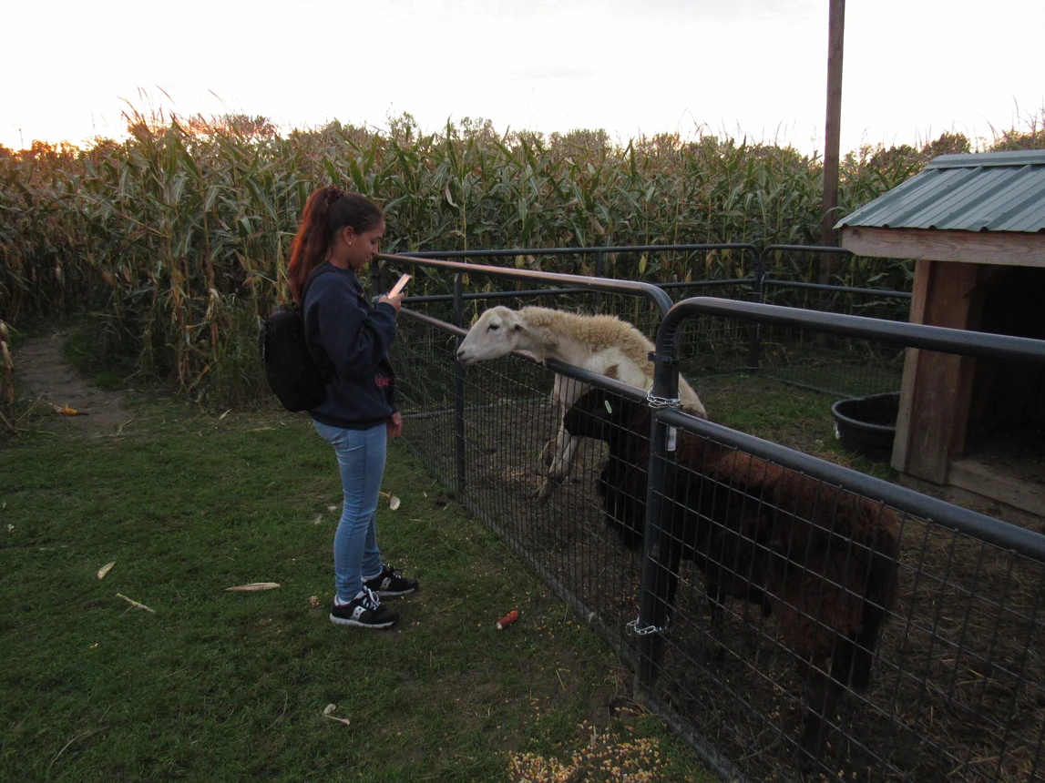 Corn Maize: Feeding Animals