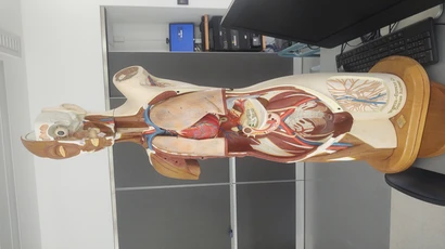 Anatomy and Physiology Equipment, Human physiology lab equipment | Physiology instruments