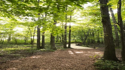 Phillips-Ulrich nature trail