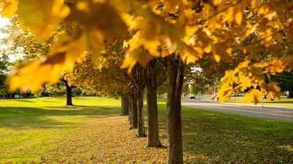 Fall Campus