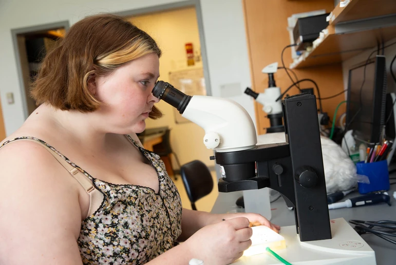 Graduate student Max Higbee utilizes a dissecting microscope to examine fruit flies.
