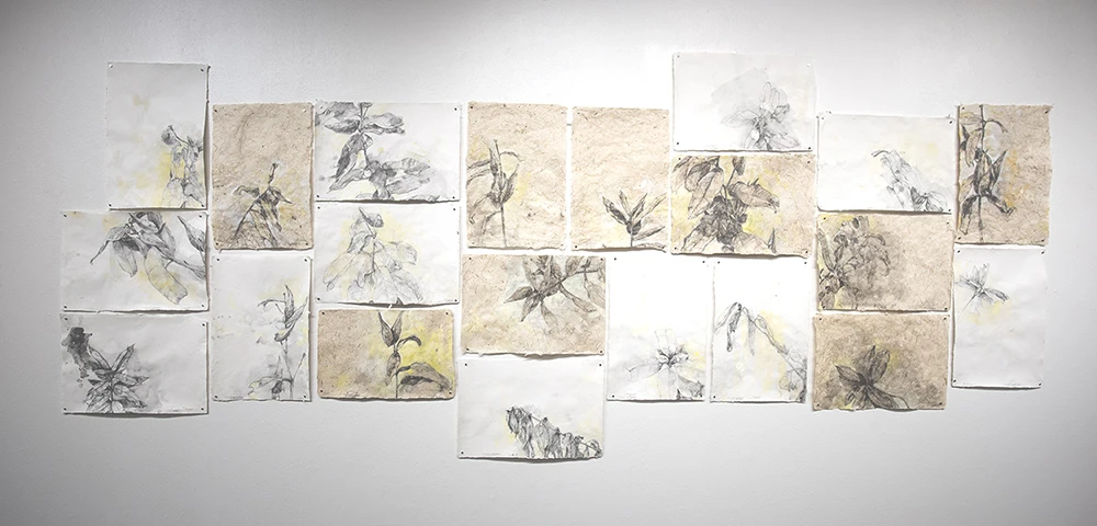 Timothy Frerichs’ Milkweed Installation, from 2024-2025