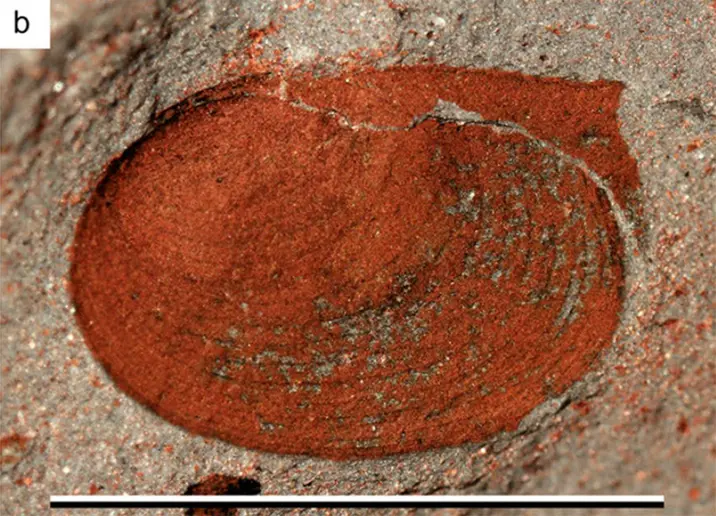 fossil clam shrimp
