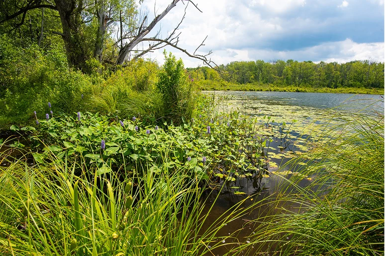 photo of the Chautauqua Lake region shoreline