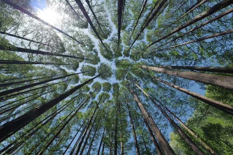 looking up at the forest canopy