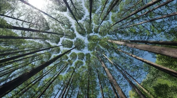 looking up at the forest canopy  