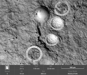 Eggs from the Permian age 