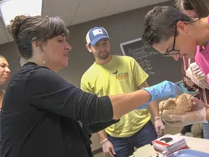 students look at model of brain
