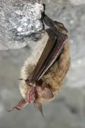 New-York-State-DEC-photo-of-bat-for-web