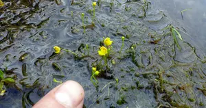 lesser-bladder-wort-for-web